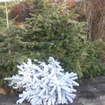 sapins