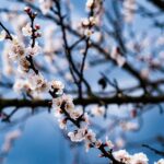 flowers-ge7f83f6a4_1920